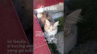 Geulis #kucinglucu #orangecats #funnyanimals #cutecat