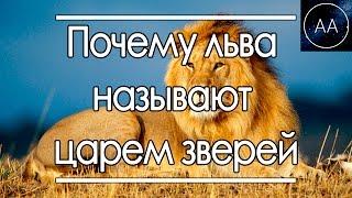 Лев Царь Зверей | All About