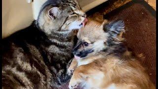 Pup Java gets a long bath from cat Ovenmitt after he stands up to lambs