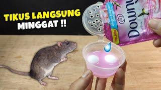 Ternyata cukup pake ini, CARA MENGUSIR TIKUS PALING AMPUH !!