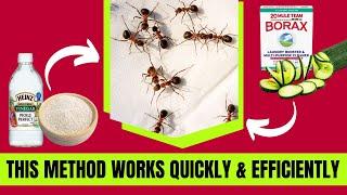 Quick DIY Trick to Get Rid of Ants Instantly