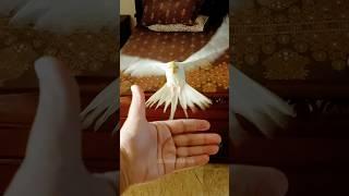 Adorable Cockatiel Milo's Cute Landing  #cockatielscraze #birds