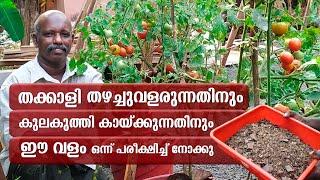 തക്കാളി തഴച്ച് വളരുന്നതിനും നല്ല കായ്ഫലം കിട്ടുന്നതിനും ഈ വളം മാത്രം മതി | Tomato Cultivation