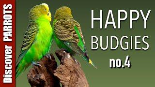 Happy Budgies 4 - Budgerigar Sounds to Play for Your Parakeets | Discover PARROTS