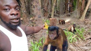 Easy Trap And Catch Monkey Over Night (Beze Hunting)