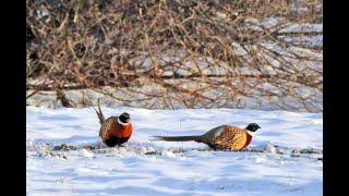Охота на фазана по снегу с мр-155