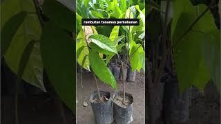 CV. Karya Tani Mandiri menjual Bibit Tanaman Hortikultura Unggul Bersertifikat untuk petani cerdas!