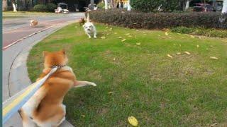 ULTIMATE dog and cat funny  video# dog and cat funny moments # funny animal video