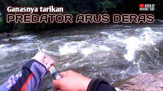 Ganasnya tarikan predator arus deras ‼️ casting ikan hampala arus deras