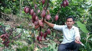 Cara memangkas coklat.cacao sambung pucuk