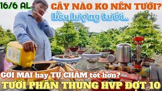 Gởi mai hay tự chăm tốt hơn? Liều lượng tưới phân thùng HVP đợt 10 Út Đực chia sẻ cây nào k nên tưới