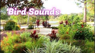 BIRD SOUNDS  ASMR @ Garden to Repeat Loop the Video, Instruction read below. For Sleep, Study| KCe S