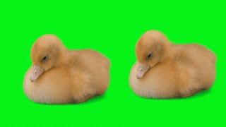 GREEN SCREEN Duckling footage effects | chroma key ducks | by Crazy Editor
