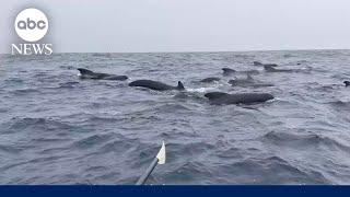 Ocean rower has stunning close encounter with huge pod of whales in the North Atlantic