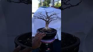 bonsai anting putri #pamnas #bonsaiantingputri #belajarbonsai