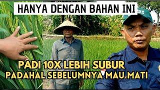 PADI SUBUR KEMBALI 10 X LIPAT ,  HANYA DENGAN BAHAN INI , BUKTIKAN SENDIRI !!