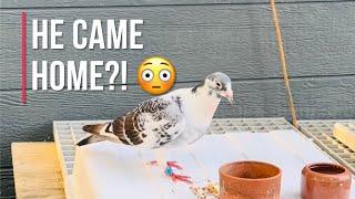 This racing pigeon is back?! | 2024 late bred racing pigeons available