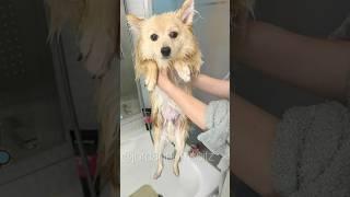 How a Pomeranian Spitz is taking its bath!!!  Omg!@JordanPomSpitz #bath #pomeranian #spitz #dog