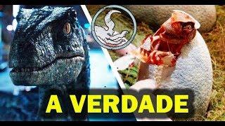 A VERDADE SOBRE O ESQUADRÃO RAPTOR, V2 O QUINTO RAPTOR, PROJETO IBRIS - JURASSIC WORLD