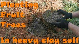 Ep.14 Planting Fruit Trees In heavy clay soil