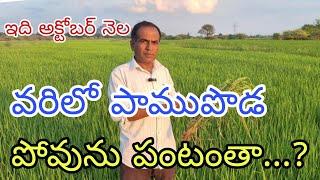 ఇది అక్టోబర్ నెల -వరిలో పాము పొడ పోవును పంటంతా..?|sheetblit in paddy field|by karshaka nrstham