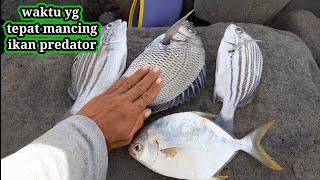 RAHASIA PEMANCING SUKSES || CARA PASANG UMPAN DAN WAKTU YG TEPAT MANCING IKAN PREDATOR