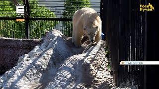 В зоопарке Ижевска прокомментировал смерть красноярской медведицы Авроры