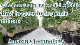 Cara menanam melon hidroponik || How to grow hydroponic melons in polybags with Fertigation System