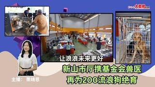 大柔佛三分钟 | 让浪浪未来更好！新山市厅携基金会兽医再为200流浪狗绝育