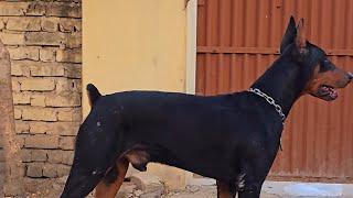 Doberman Dog Official Vopari