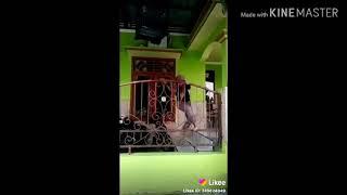 Video lucu celana sobek ngakak