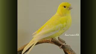 Uzbek Canary From Tashkent by KHUSAN 23.10.23