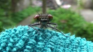 Ruddy darter Red #Dragonfly Pair - Bloedrode #heidelibel #libel paar