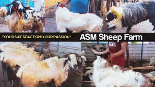 ASM Sheep Farm | BAKRID 2024 | Chennai | Top Quality Goats | #2024 #goat #sheep #sale #bakra