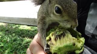 ARDILLA GUACAMOLE ........A MUST SEE VIDEO!!!!!!!