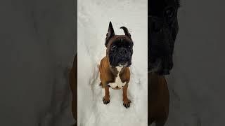 Unbelievable! German Boxer's Fascination with Snow - #shorts #boxerdog #dog