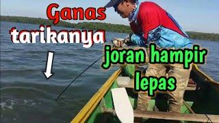 sarang ikan predator muara