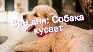 Сон дня: К чему снится Собака кусает?