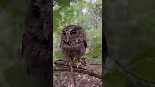 #owl#subscribe#subscribers#falconry#nature#shorts#shortvideo#viral video#viralshorts#birds#beauty