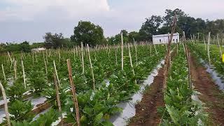 grafting brinjal # proud farmers# cg. kheti