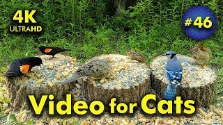 4K TV For Cats | Windy in the Woods | Bird and Squirrel Watching | Video 46