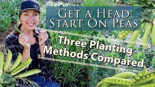 Get a Head Start on Peas- Which Planting Method Works Best?