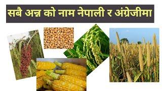 All grains Name in Nepali and English | सबै अन्न / अनाजहरू का नाम नेपाली र अंग्रेजीमा