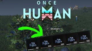 Fastest and easiest way to get Blueberries in Once Human