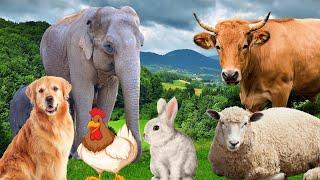 Suara Hewan Ternak - Sapi, Domba, Kucing, Anjing, Ayam - Momen Hewan