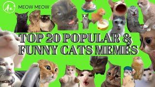 Top 20 Funny Cats Memes Green Screen Template