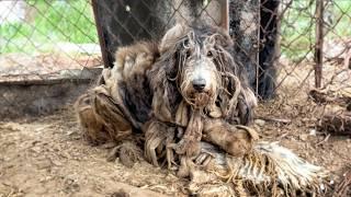 Trapped in a cage for four years, completely isolated. When rescuers came, he didn't want to go. 