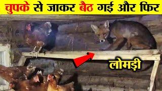 लोमड़ी इतनी चालाक क्यों होती है ? WHY FOX IS SO CLEVER?