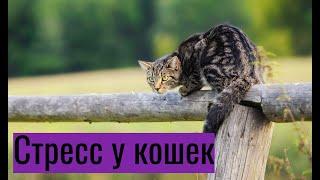 Стресс у кошек: симптомы и лечение