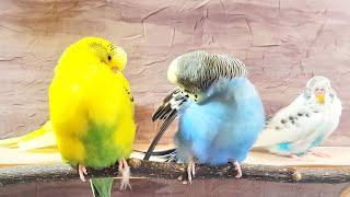 Beautiful Parakeets Happy Singing & Eating, Budgies Birds, Reduce Stress of Lonely Quiet Birds